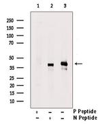 Phospho-MEK6 (Thr28) Antibody in Western Blot (WB)