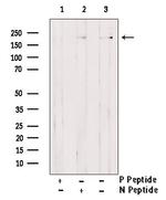 Phospho-Afadin (Tyr1230) Antibody in Western Blot (WB)