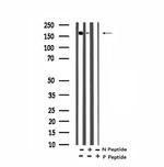 Phospho-Afadin (Tyr1230) Antibody in Western Blot (WB)