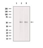 Phospho-RUNX1 (Ser397) Antibody in Western Blot (WB)
