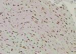 Phospho-SHP2 (Tyr62) Antibody in Immunohistochemistry (Paraffin) (IHC (P))