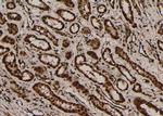 Phospho-PRDX1 (Ser196) Antibody in Immunohistochemistry (Paraffin) (IHC (P))