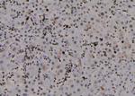 Phospho-TRAF2 (Thr22) Antibody in Immunohistochemistry (Paraffin) (IHC (P))