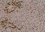 Phospho-TRAF2 (Thr22) Antibody in Immunohistochemistry (Paraffin) (IHC (P))