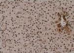 Phospho-TRAF2 (Thr22) Antibody in Immunohistochemistry (Paraffin) (IHC (P))