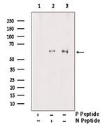 Phospho-TRAF2 (Thr22) Antibody in Western Blot (WB)