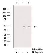 Phospho-SKP2 (Thr417) Antibody in Western Blot (WB)