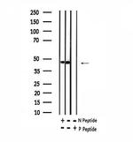 Phospho-SKP2 (Thr417) Antibody in Western Blot (WB)