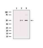 Phospho-RUNX2 (Ser28) Antibody in Western Blot (WB)