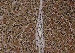 Phospho-CaMKI (Thr177) Antibody in Immunohistochemistry (Paraffin) (IHC (P))