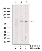 Phospho-IRF3 (Ser14) Antibody in Western Blot (WB)