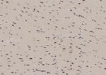 Phospho-NFATC4 (Ser289) Antibody in Immunohistochemistry (Paraffin) (IHC (P))