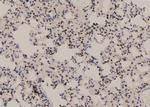 Phospho-NFATC4 (Ser289) Antibody in Immunohistochemistry (Paraffin) (IHC (P))