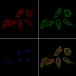 Phospho-LKB1 (Ser31) Antibody in Immunocytochemistry (ICC/IF)