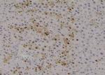 Phospho-LKB1 (Ser31) Antibody in Immunohistochemistry (Paraffin) (IHC (P))