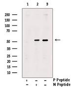 Phospho-LKB1 (Ser31) Antibody in Western Blot (WB)