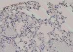 Phospho-Zyxin (Ser143) Antibody in Immunohistochemistry (Paraffin) (IHC (P))