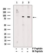 Phospho-Zyxin (Ser143) Antibody in Western Blot (WB)