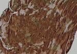 Phospho-Nrf2 (Ser344) Antibody in Immunohistochemistry (Paraffin) (IHC (P))