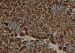 Phospho-Nrf2 (Ser344) Antibody in Immunohistochemistry (Paraffin) (IHC (P))