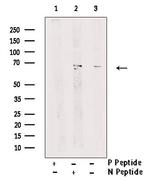 Phospho-Nrf2 (Ser344) Antibody in Western Blot (WB)