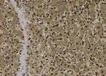 Phospho-ATG14 (Thr429) Antibody in Immunohistochemistry (Paraffin) (IHC (P))