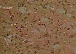 Phospho-ATG14 (Thr429) Antibody in Immunohistochemistry (Paraffin) (IHC (P))