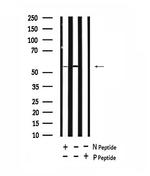 Phospho-ATG14 (Thr429) Antibody in Western Blot (WB)