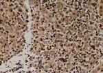 Phospho-MOB4A (Ser9) Antibody in Immunohistochemistry (Paraffin) (IHC (P))