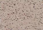 Phospho-MOB4A (Ser9) Antibody in Immunohistochemistry (Paraffin) (IHC (P))