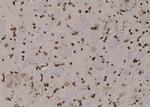 Phospho-Claudin 7 (Tyr210) Antibody in Immunohistochemistry (Paraffin) (IHC (P))