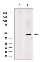 HFE2 Antibody in Western Blot (WB)