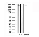 KIF1B Antibody in Western Blot (WB)