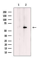 HBP1 Antibody in Western Blot (WB)