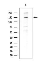 BCL9L Antibody in Western Blot (WB)