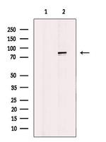 BAP1 Antibody in Western Blot (WB)