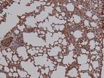 Phospho-BACE1 (Ser498) Antibody in Immunohistochemistry (Paraffin) (IHC (P))