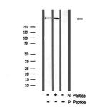 Phospho-DNA-PK (Thr2609) Antibody in Western Blot (WB)