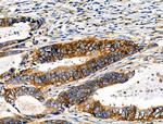 Phospho-NFATC1 (Ser294) Antibody in Immunohistochemistry (Paraffin) (IHC (P))