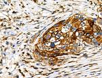 Phospho-NFATC1 (Ser294) Antibody in Immunohistochemistry (Paraffin) (IHC (P))