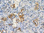 Phospho-NFATC1 (Ser294) Antibody in Immunohistochemistry (Paraffin) (IHC (P))