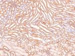 Phospho-NFkB p105 (Ser923) Antibody in Immunohistochemistry (Paraffin) (IHC (P))