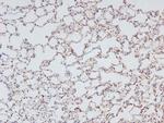 Phospho-NFkB p105 (Ser923) Antibody in Immunohistochemistry (Paraffin) (IHC (P))