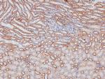 Phospho-NFkB p105 (Ser923) Antibody in Immunohistochemistry (Paraffin) (IHC (P))