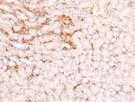 Phospho-RHOA (Ser188) Antibody in Immunohistochemistry (Paraffin) (IHC (P))