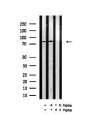 Phospho-B-Myb (Thr494) Antibody in Western Blot (WB)