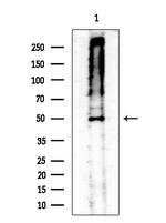 Phospho-MAP2K1/MAP2K2 (Ser218, Ser222, Ser226) Antibody in Western Blot (WB)