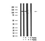 Phospho-p130 (Ser952) Antibody in Western Blot (WB)