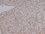 Phospho-CEACAM1 (Ser508) Antibody in Immunohistochemistry (Paraffin) (IHC (P))