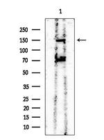 Phospho-ErbB3 (Tyr1328) Antibody in Western Blot (WB)